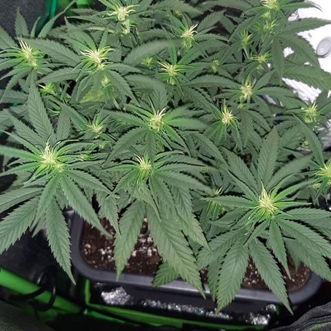 Cherry Punch growlog timeline photo