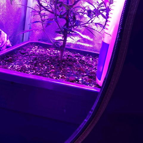 Cherry Punch growlog timeline photo