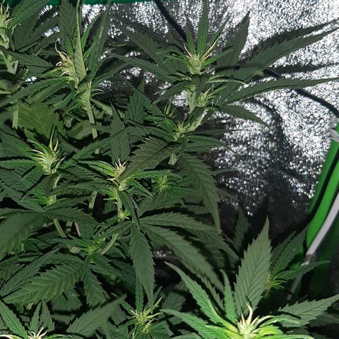 Cherry Punch growlog timeline photo