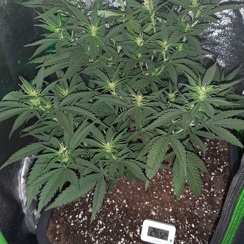 Cherry Punch growlog timeline photo