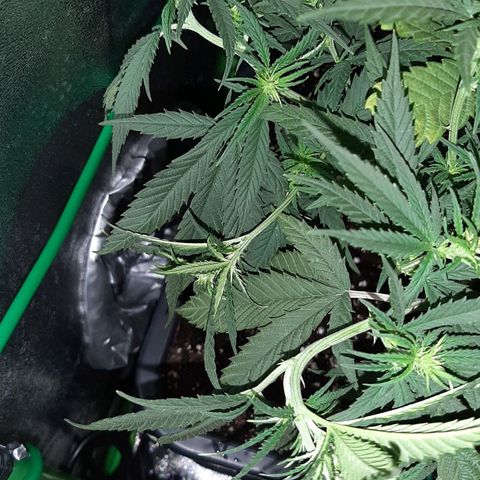 Cherry Punch growlog timeline photo