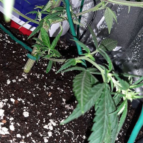 Cherry Punch growlog timeline photo