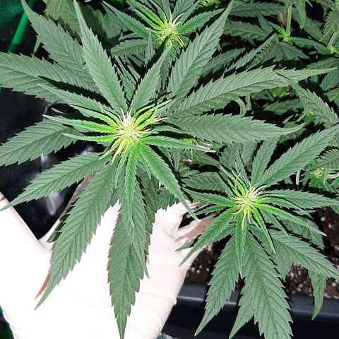 Cherry Punch growlog photo: RIPRESA DEL TUTTO DALLA MANCANZA D'ACQUA DI IERI.