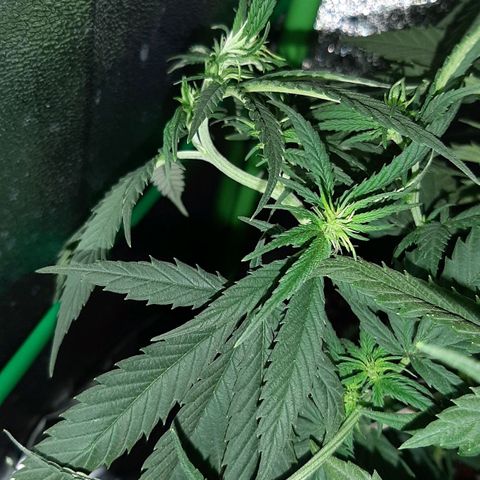 Cherry Punch growlog timeline photo