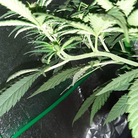 Cherry Punch growlog photo: RIPRESA DEL TUTTO DALLA MANCANZA D'ACQUA DI IERI.