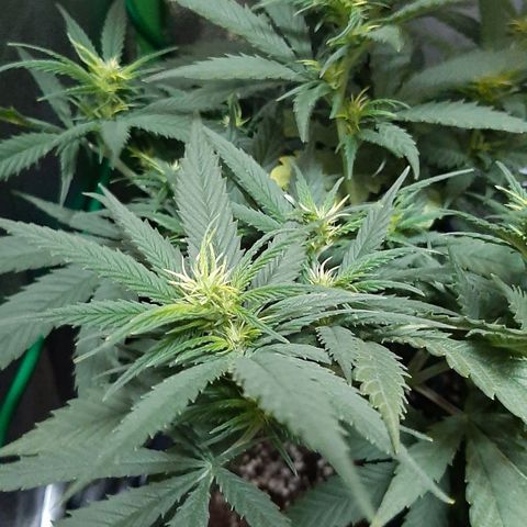 Cherry Punch growlog photo: RIPRESA DEL TUTTO DALLA MANCANZA D'ACQUA DI IERI.