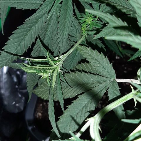Cherry Punch growlog timeline photo