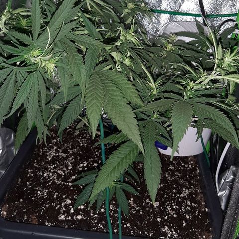 Cherry Punch growlog timeline photo