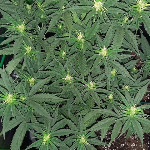 Cherry Punch growlog photo: RIPRESA DEL TUTTO DALLA MANCANZA D'ACQUA DI IERI.