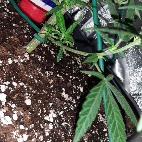 Cherry Punch growlog photo: RIPRESA DEL TUTTO DALLA MANCANZA D'ACQUA DI IERI.