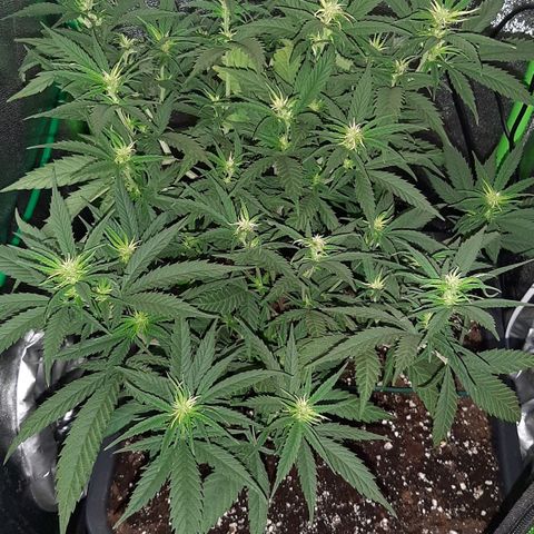 Cherry Punch growlog photo: RIPRESA DEL TUTTO DALLA MANCANZA D'ACQUA DI IERI.