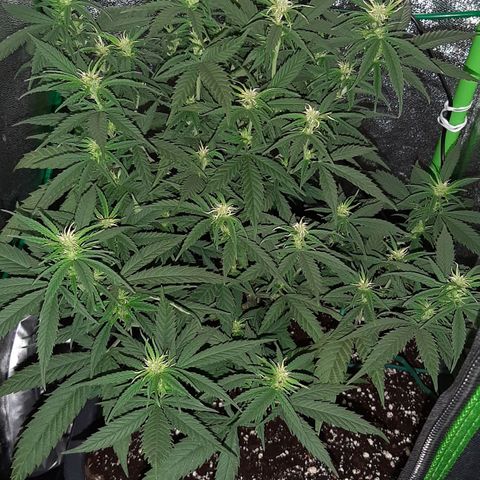 Cherry Punch growlog photo: Ore 8