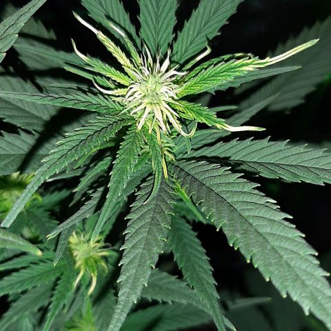 Cherry Punch growlog photo: Molte cime si sono bruciate un pò perché la lampada era un po bassa.
