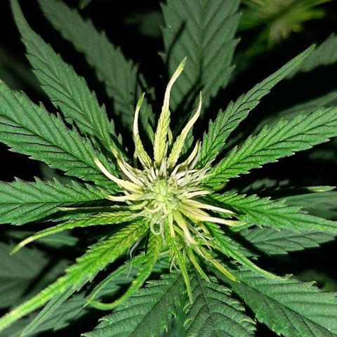 Cherry Punch growlog photo: Molte cime si sono bruciate un pò perché la lampada era un po bassa.