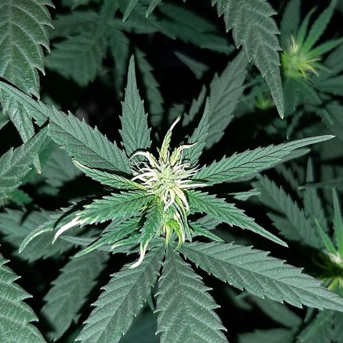 Cherry Punch growlog photo: Molte cime si sono bruciate un pò perché la lampada era un po bassa.
