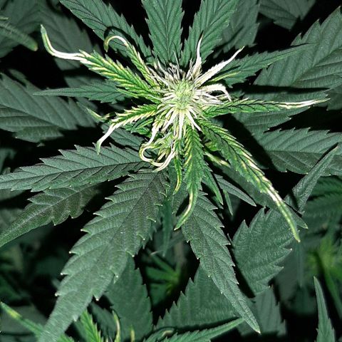 Cherry Punch growlog photo: Molte cime si sono bruciate un pò perché la lampada era un po bassa.