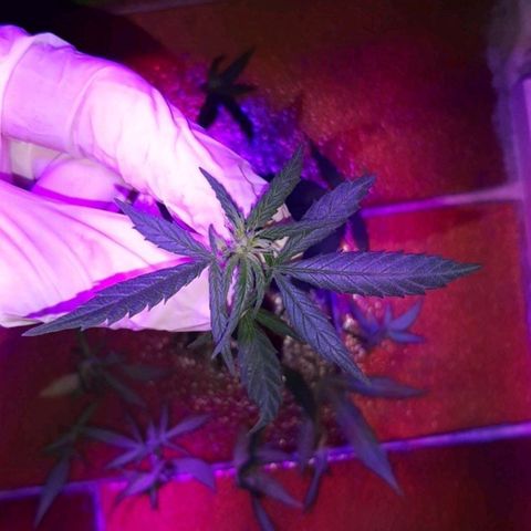 Cherry Punch growlog timeline photo