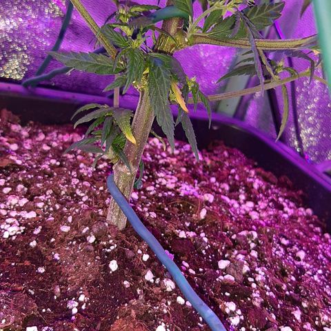 Cherry Punch growlog timeline photo