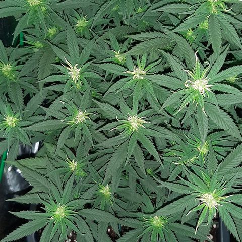 Cherry Punch growlog timeline photo