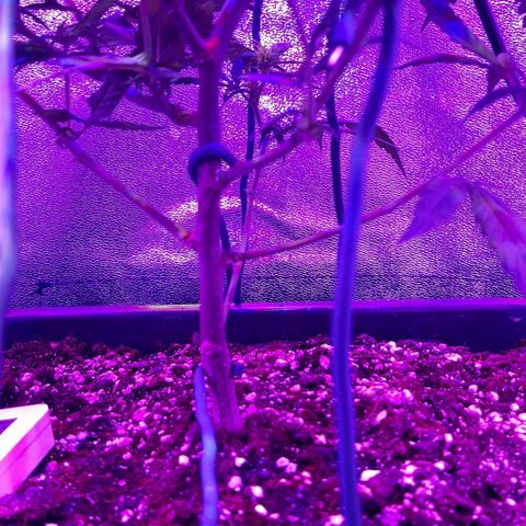 Cherry Punch growlog timeline photo