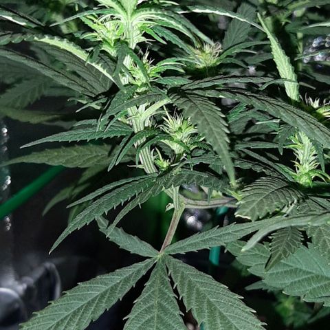 Cherry Punch growlog timeline photo