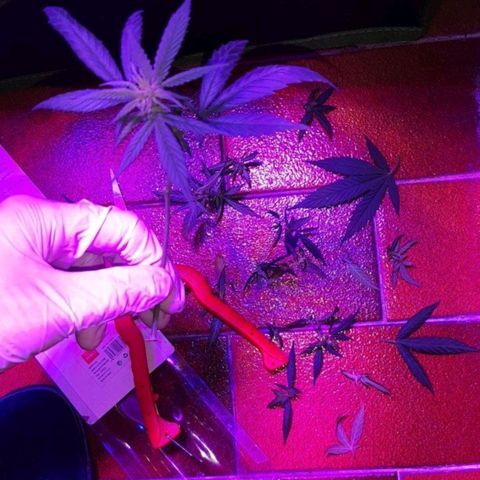 Cherry Punch growlog timeline photo