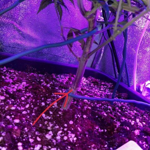Cherry Punch growlog timeline photo