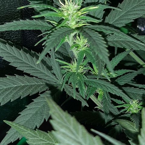 Cherry Punch growlog timeline photo