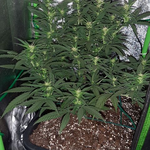 Cherry Punch growlog timeline photo