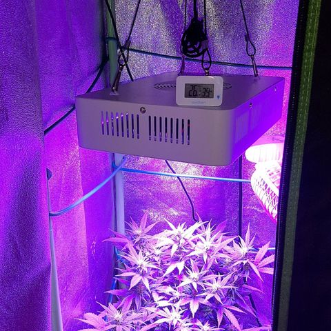 Cherry Punch growlog timeline photo