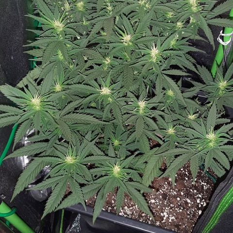 Cherry Punch growlog timeline photo