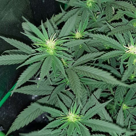 Cherry Punch growlog timeline photo