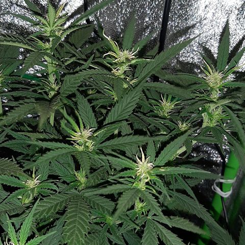 Cherry Punch growlog timeline photo