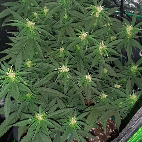 Cherry Punch growlog timeline photo