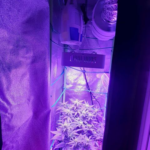 Cherry Punch growlog timeline photo