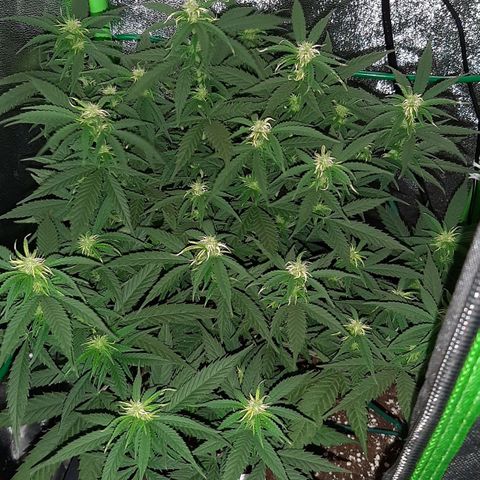 Cherry Punch growlog photo: Ore 7.30