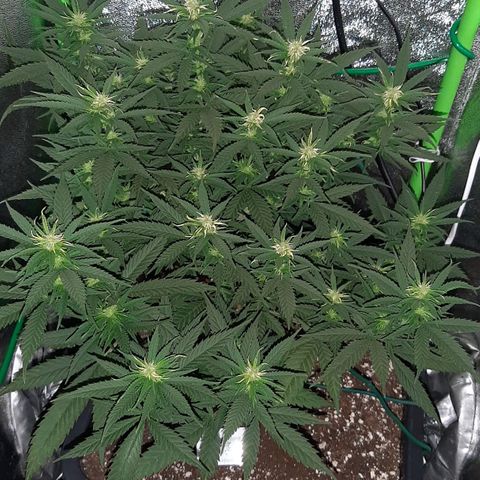 Cherry Punch growlog photo: Ore 18
