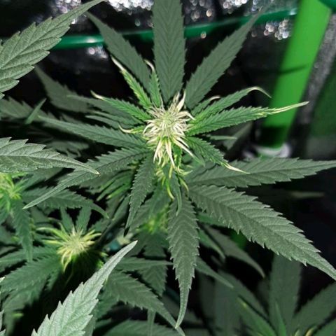 Cherry Punch growlog photo: Ore 18