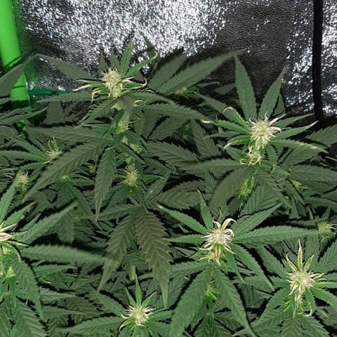 Cherry Punch growlog photo: Ore 18