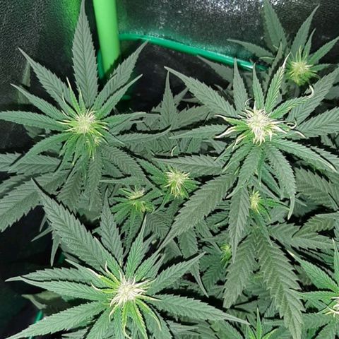 Cherry Punch growlog photo: Ore 18