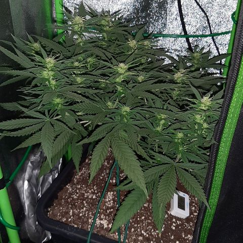 Cherry Punch growlog photo: Ore 18