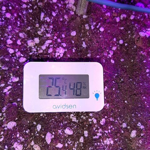 Cherry Punch growlog photo: Ore 18