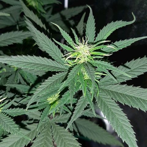 Cherry Punch growlog photo: Ore 18