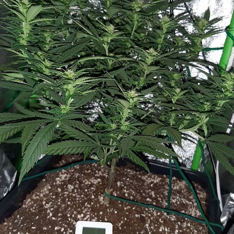 Cherry Punch growlog photo: Ore 18