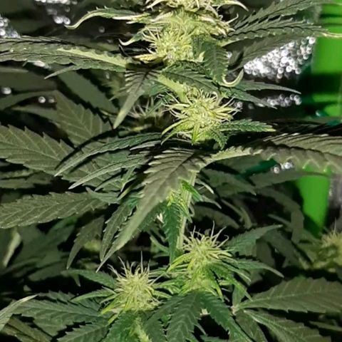 Cherry Punch growlog timeline photo