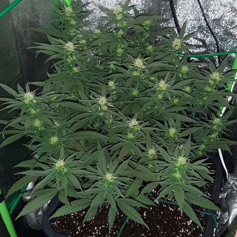 Cherry Punch growlog timeline photo