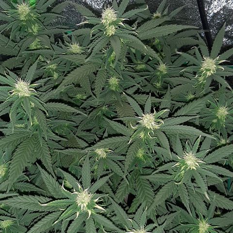 Cherry Punch growlog timeline photo
