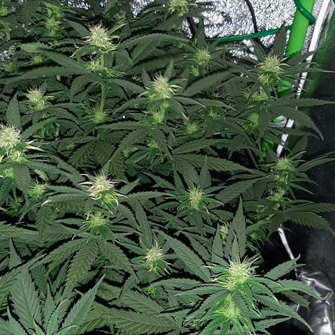 Cherry Punch growlog timeline photo