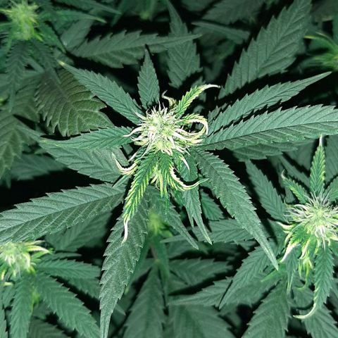 Cherry Punch growlog timeline photo