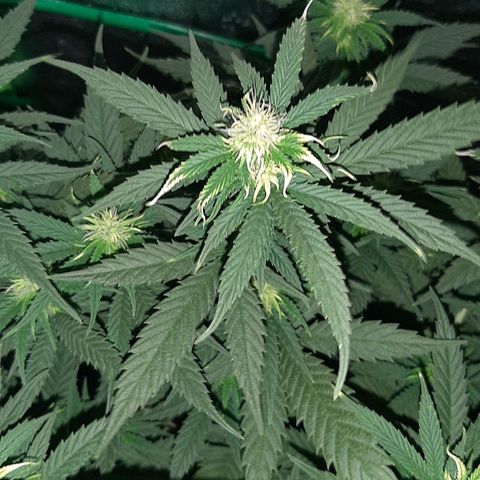 Cherry Punch growlog timeline photo